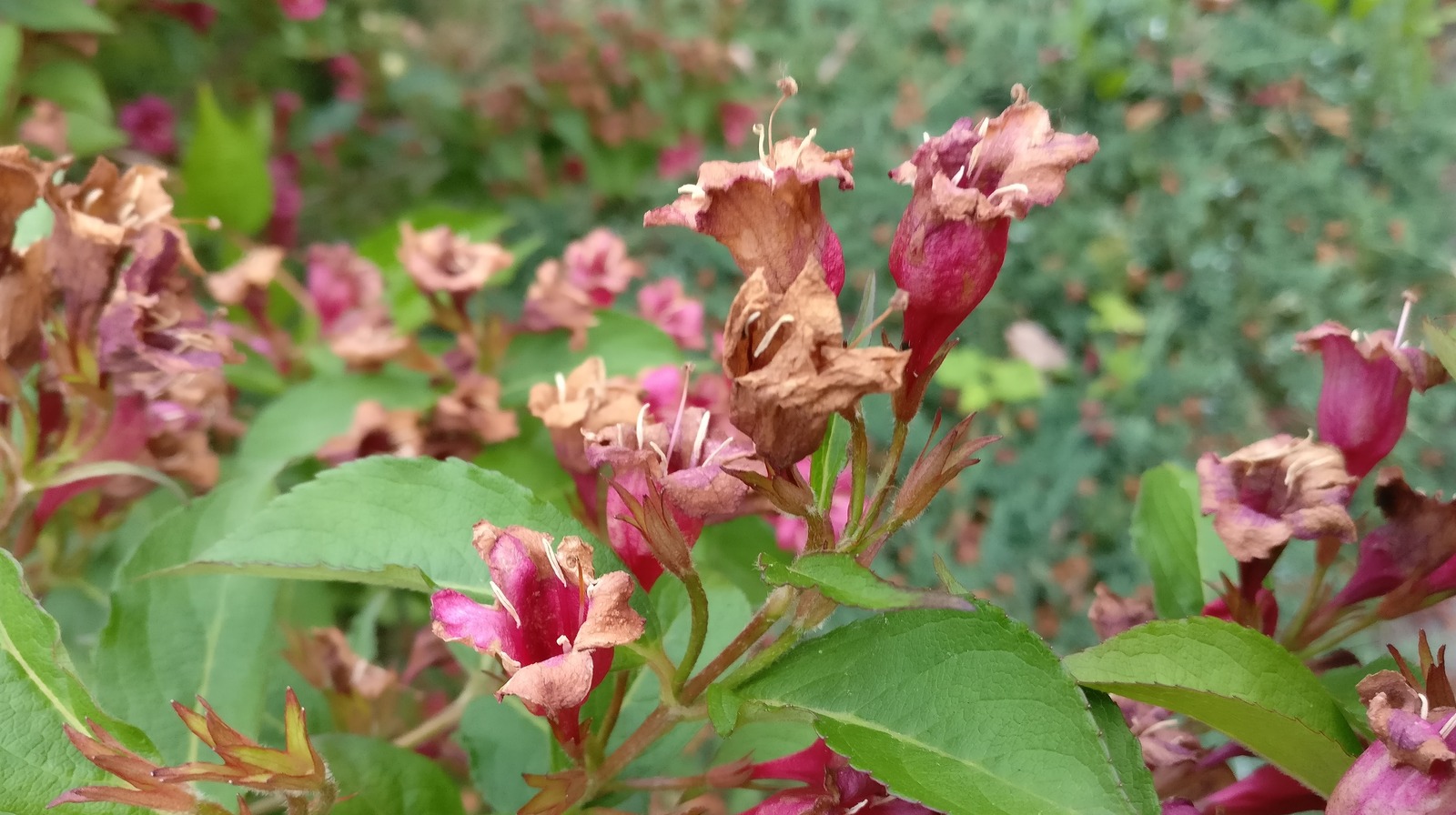 The Real Reason The Leaves On Your Weigela Plant Are Turning Brown