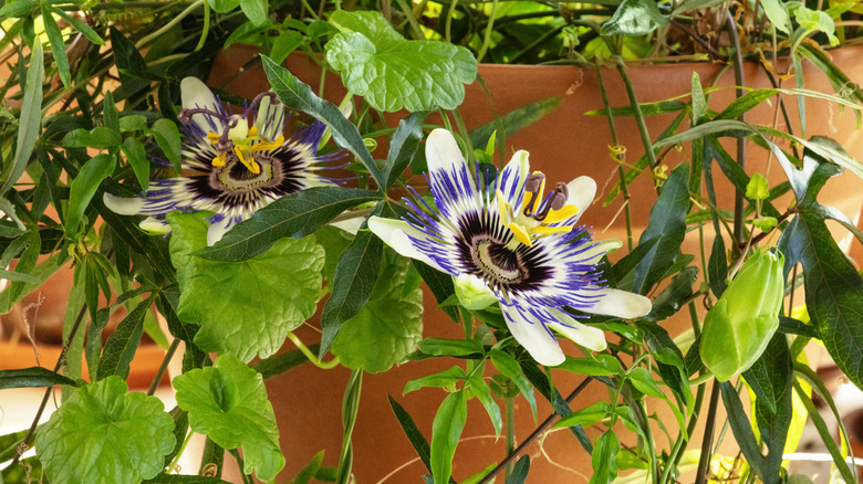Passionflower vine blooming in a pot