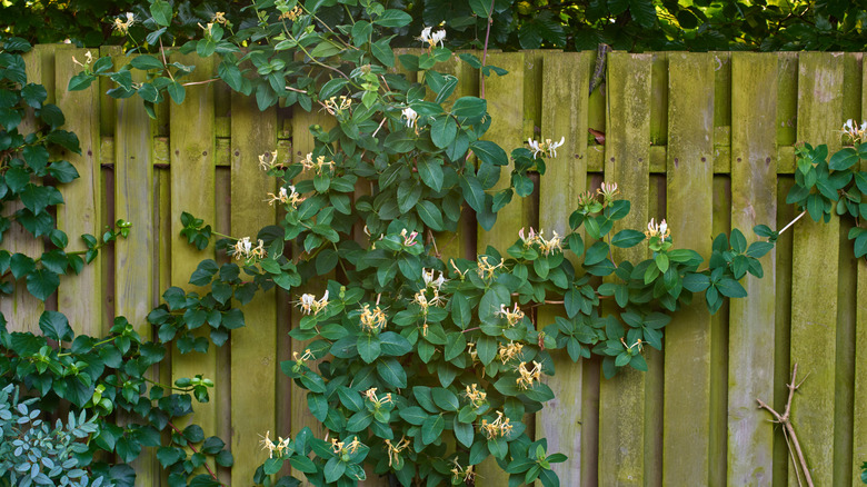 Vine on a garden fence