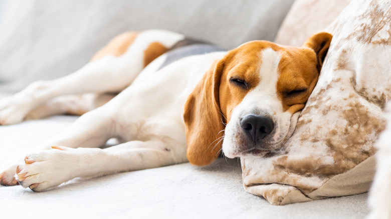Dog sleeping on sales couch