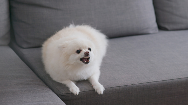 Growling dog