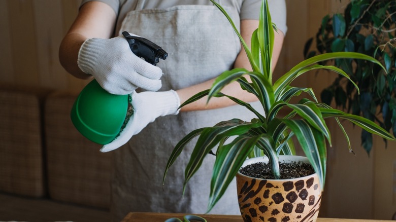 Woman misting corn plant