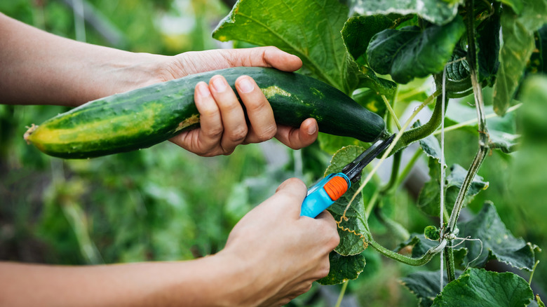 Harvesting a cucumber