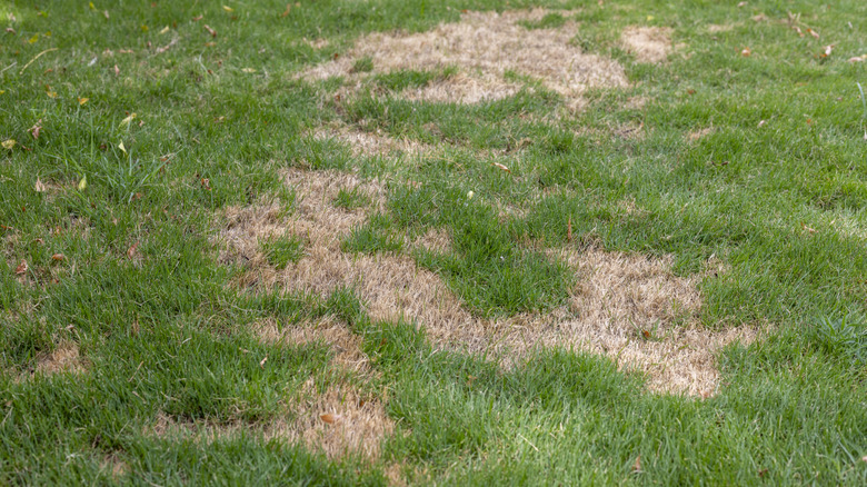 A close-up shot of patchy grass