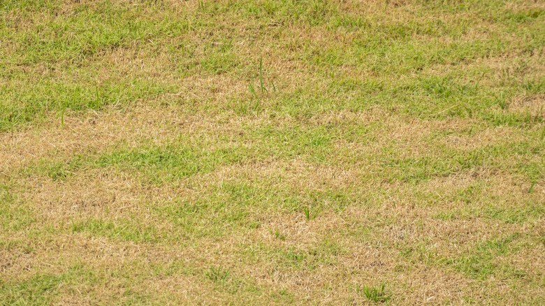 Dry and damaged summer grass