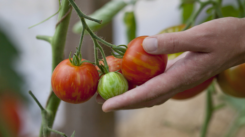 A person harvests tomatoes from a plant