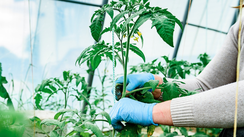 A gardener inspects tomato plants which have developed leaves and flowers