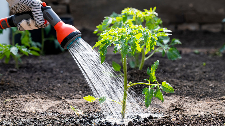 Green tomato plant being watered by a hose sprayer.