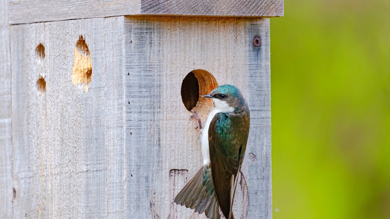 Small bird trying to enter simple wood birdhouse