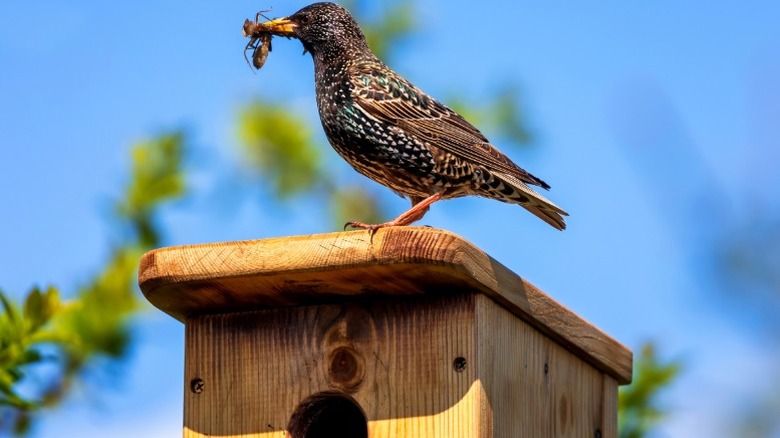 Starling with bug in its mouth sitting on top of wood birdhouse