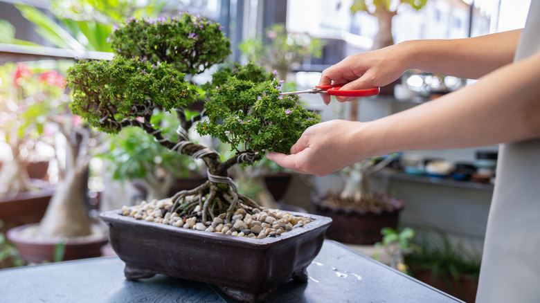 Person prunes bonsai tree.
