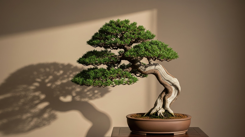 Bonsai tree in the sunlight