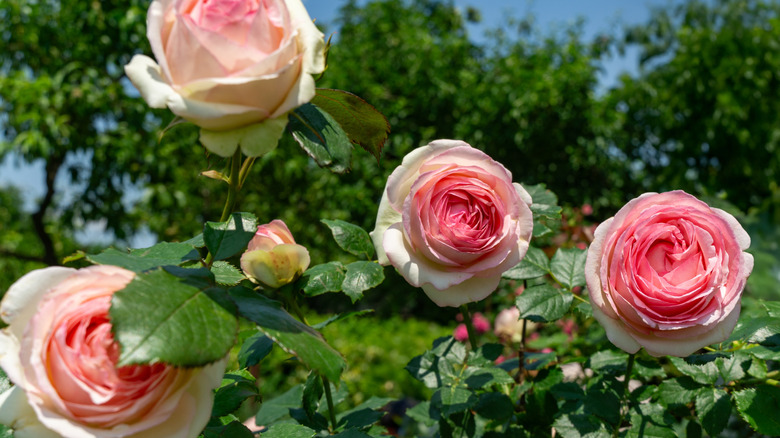 Four blooming Pierre de Ronsard roses (Rosa 'Eden') with tightly spiraling pink petals arranged in a perfect cabbage-rose form