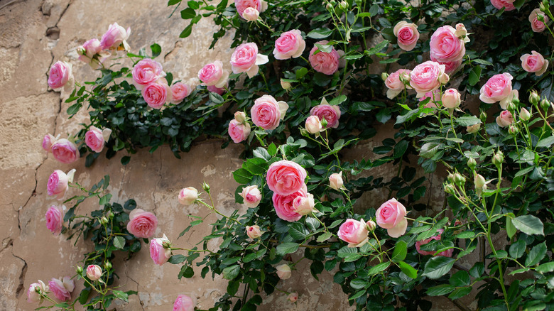 Pierre de Ronsard rosebush against a plastered wall