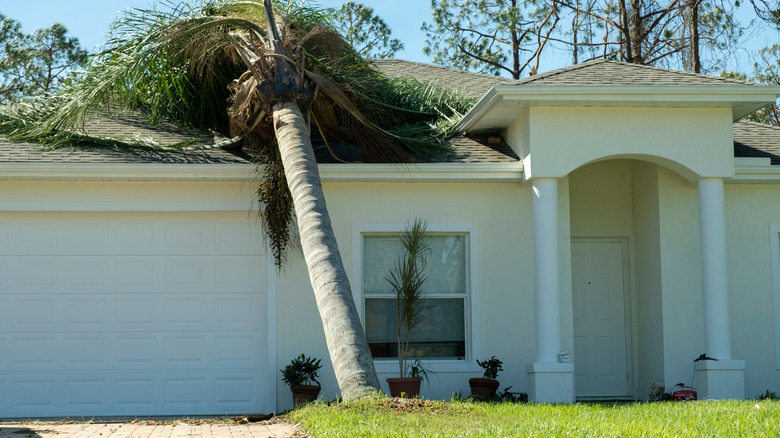 Fallen tree on the roof of a house during a hurricane