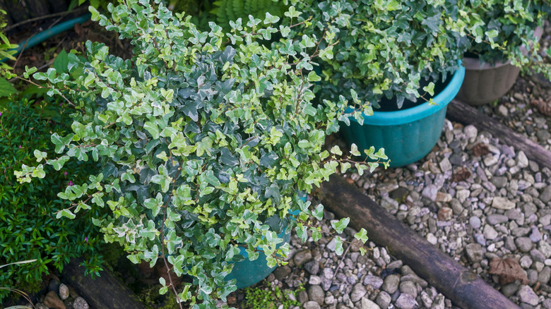 Green and brown pots with English ivy on a stone walkway