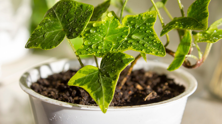 English ivy plant in a white pot