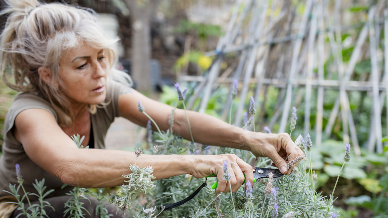 A gardener trimming her plants.