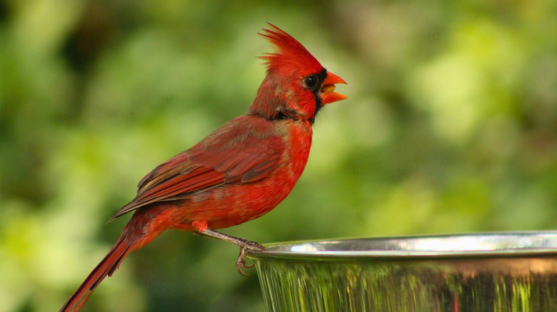 Red cardinal perching on bird bath