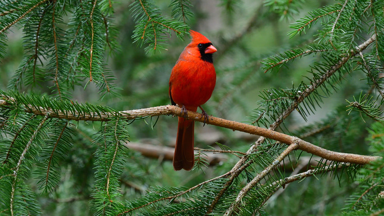 Red cardinal sitting in tree