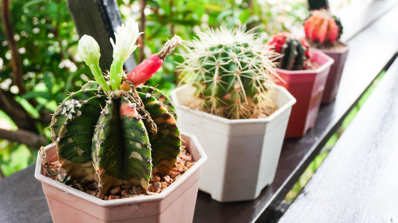 A selection of colorful cacti plants in a row