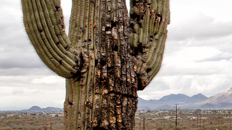 A damaged saguaro cactus in the desert