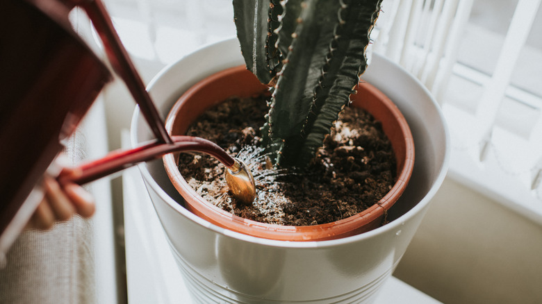A person watering a cactus plant inside