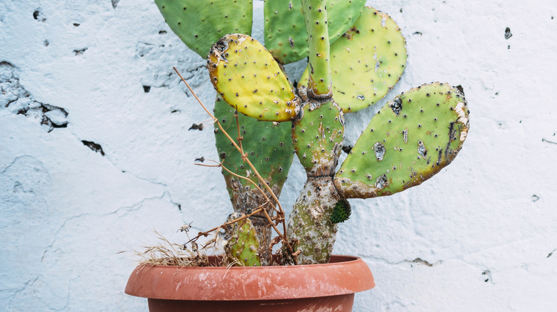 A damaged cactus plant in a terracotta pot with a white background
