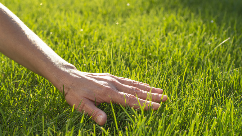 A hand touching a sunlit lawn