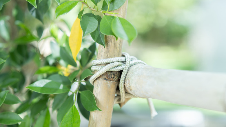 A plant tied to a wooden support stake for stability