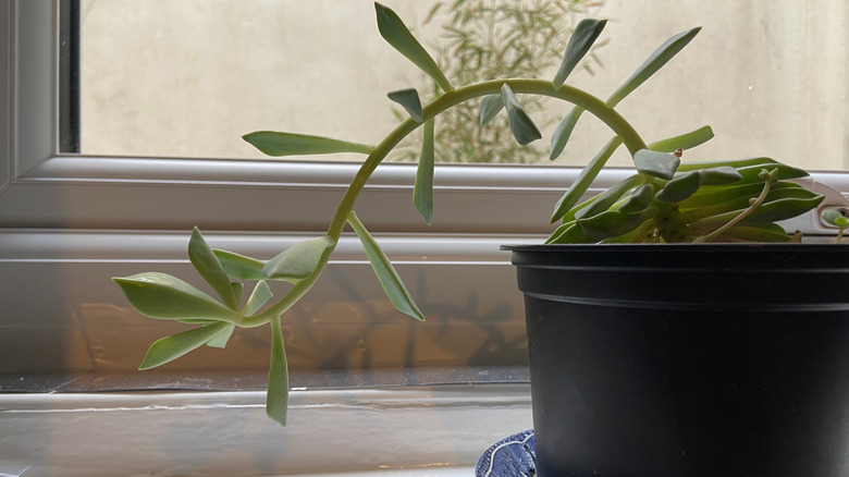A plant leaning toward the sunlight