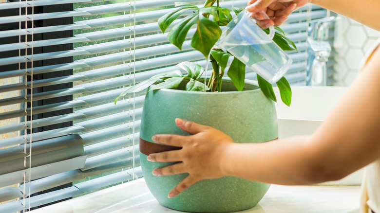 Person turning her plant while she waters it