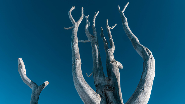 A tree with vertical branches
