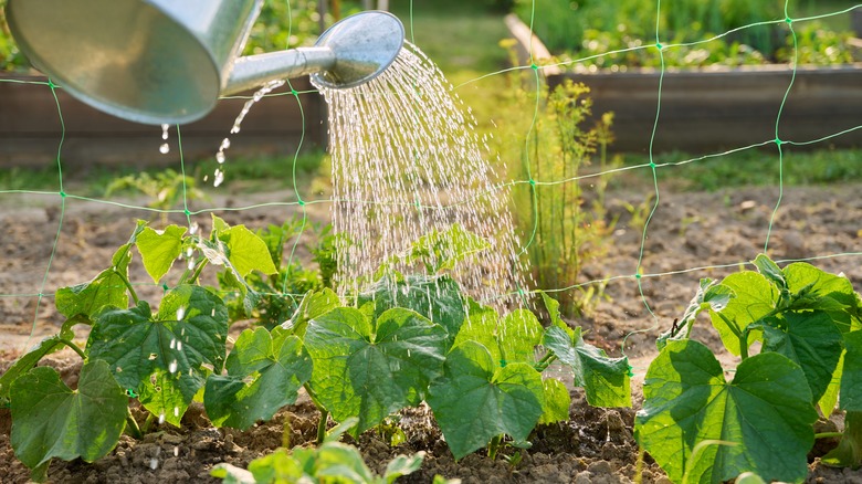 A gardener holds a metal can and waters young cucumber plants