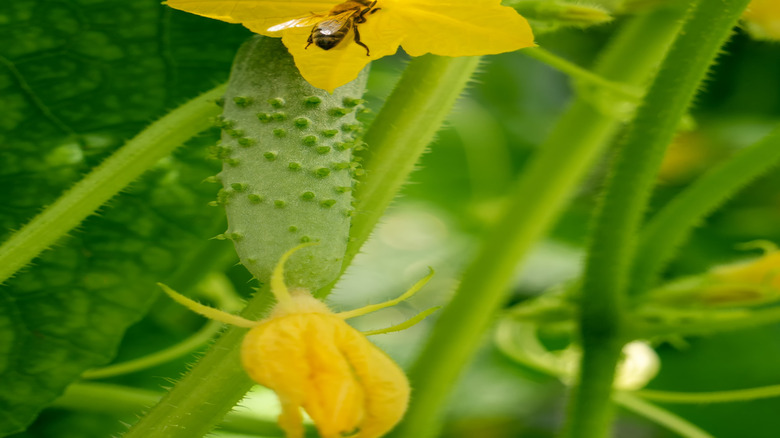 A bee pollinates a cucumber flower near a cucumber hanging from the plant