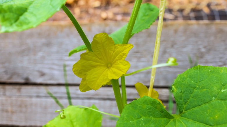 A cucumber flower grows on a cucumber plant with one yellowing leaf