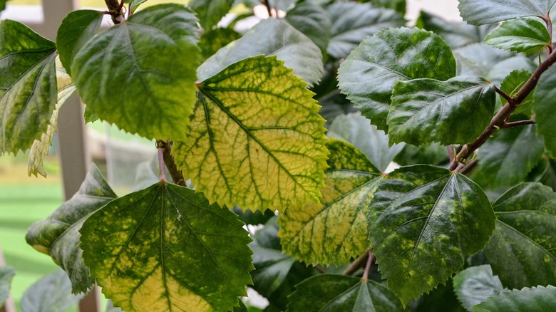 Green leaves with yellow spots and loss of green coloring.