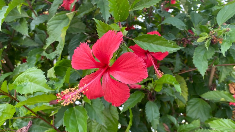 Pinkish-red hibiscus flower with long yellow stamen and green foliage.