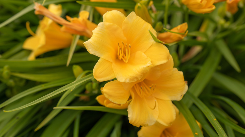 Stella d'Oro daylilies in garden