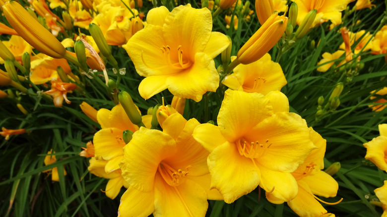 Stella d'Oro daylilies in bloom