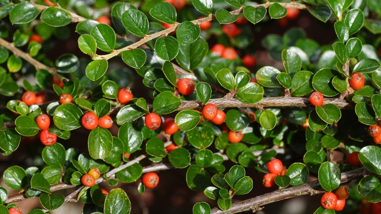 Rock cotoneaster with its brilliant red berries