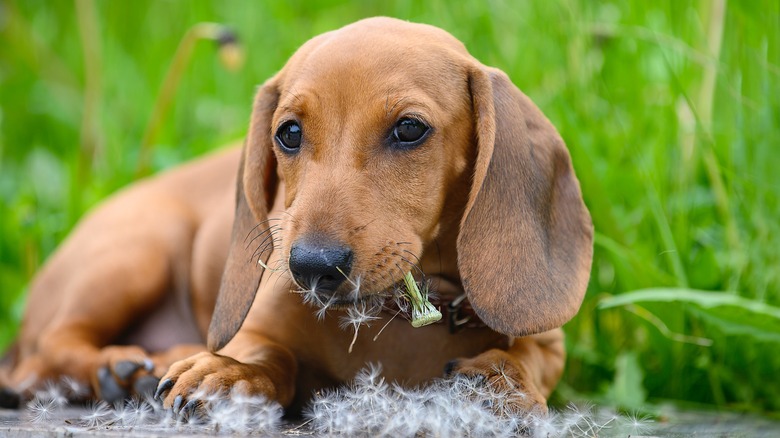 Brown dachshund eating dandelion