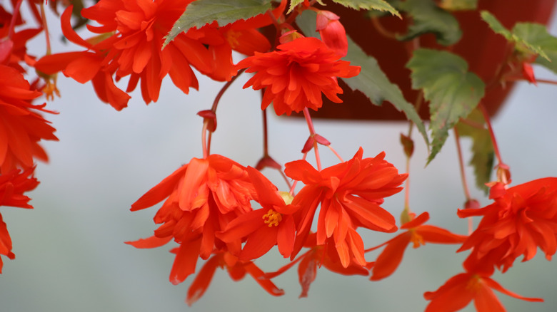 Bright red blooming 'Bonfire' begonias