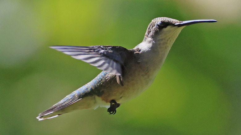 hummingbird in mid-flight