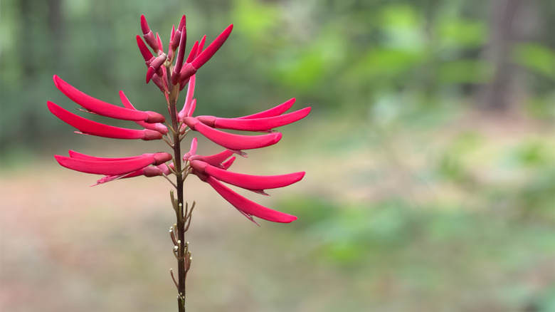 coral bean flowers in bloom