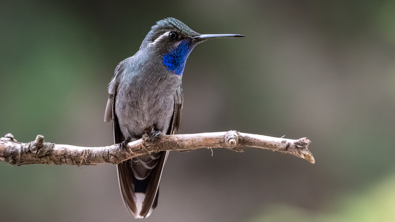 hummingbird sitting on branch