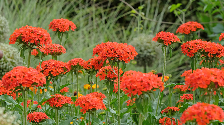 Close-up of maltese cross flowers growing in a flower bed