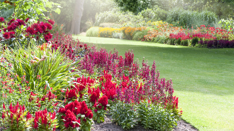 A garden with edge borders filled with different kinds of red flowers