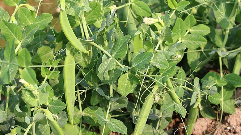 Close-up of snap peas growing in a garden