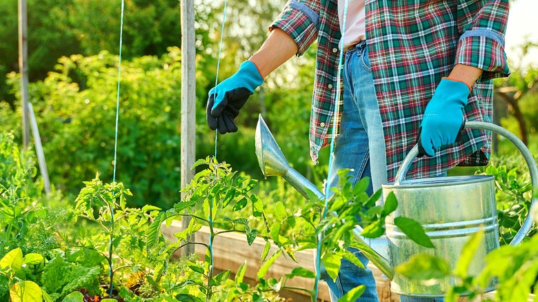 A gardener with gloves and a watering can stands in a vegetable garden
